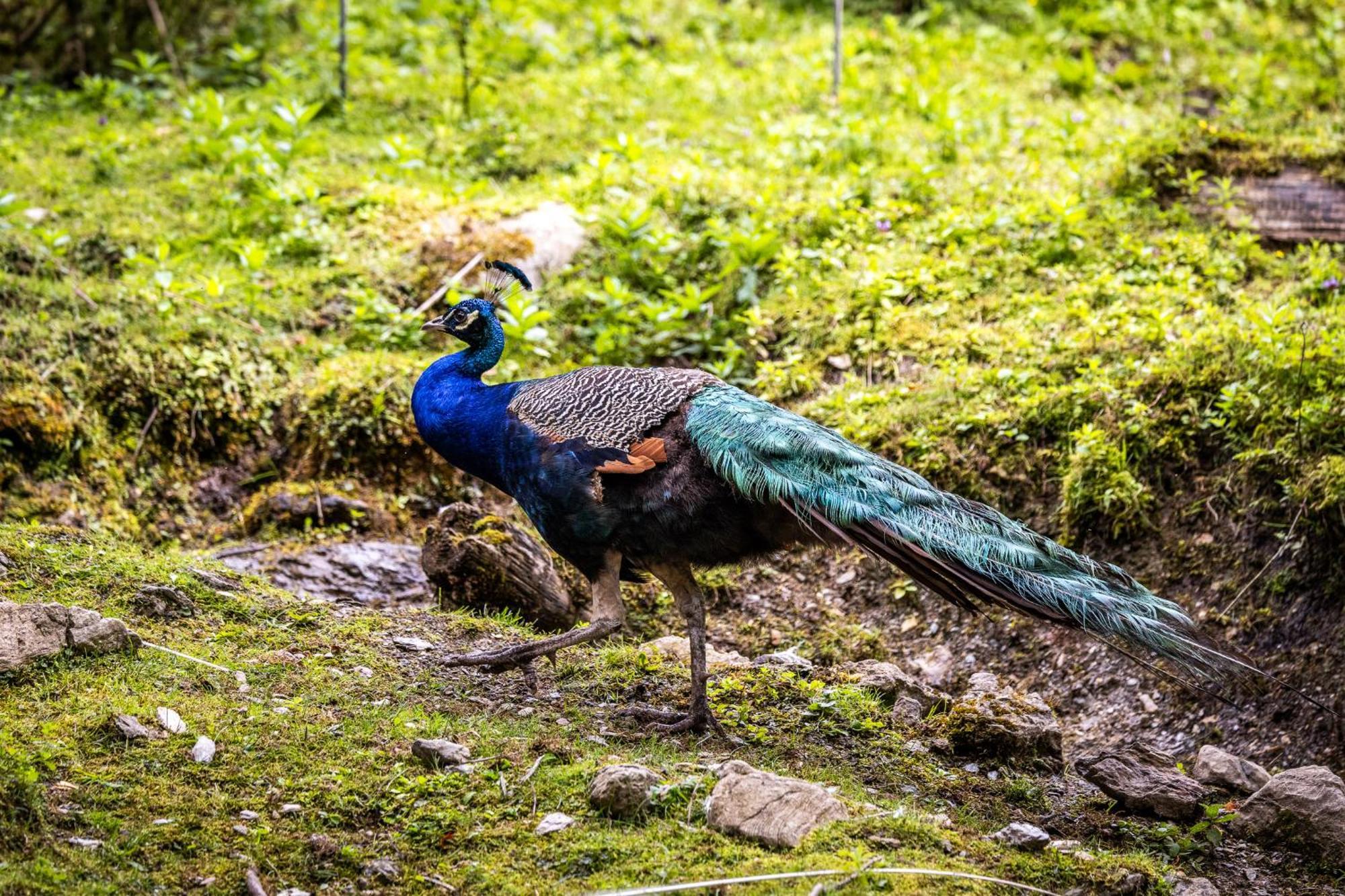 Der Lammhof - Appartements Kaswurm Wagrain Bagian luar foto