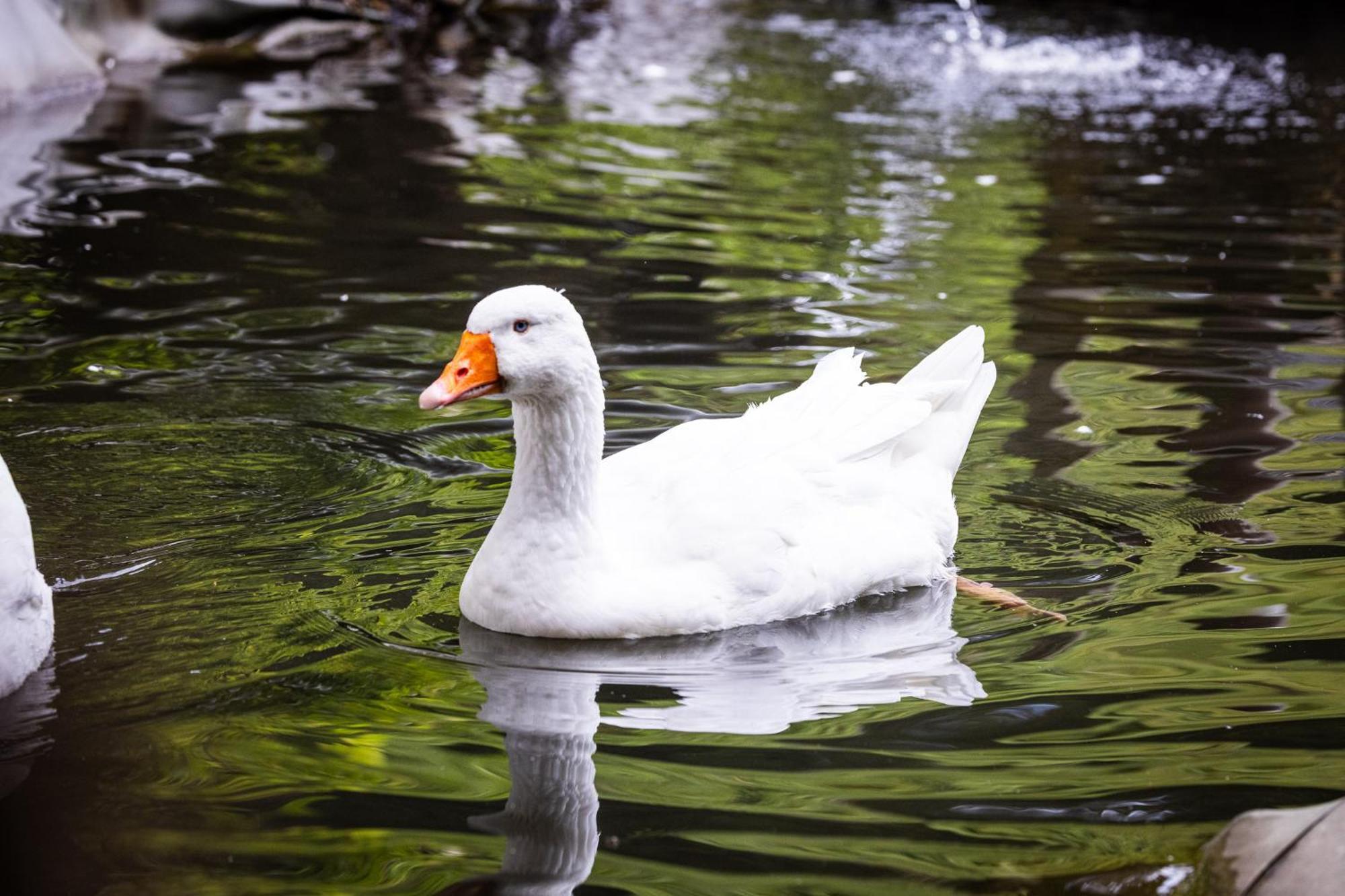 Der Lammhof - Appartements Kaswurm Wagrain Bagian luar foto