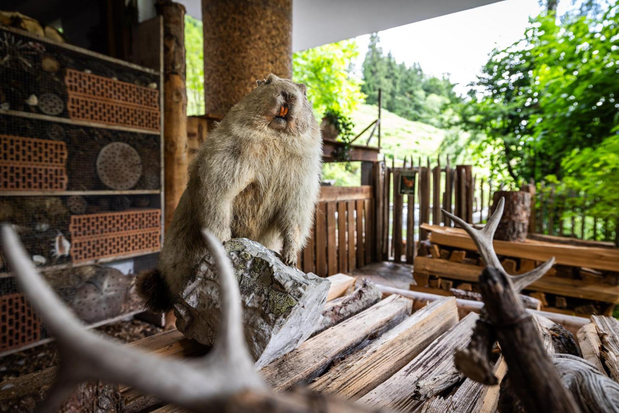 Der Lammhof - Appartements Kaswurm Wagrain Bagian luar foto