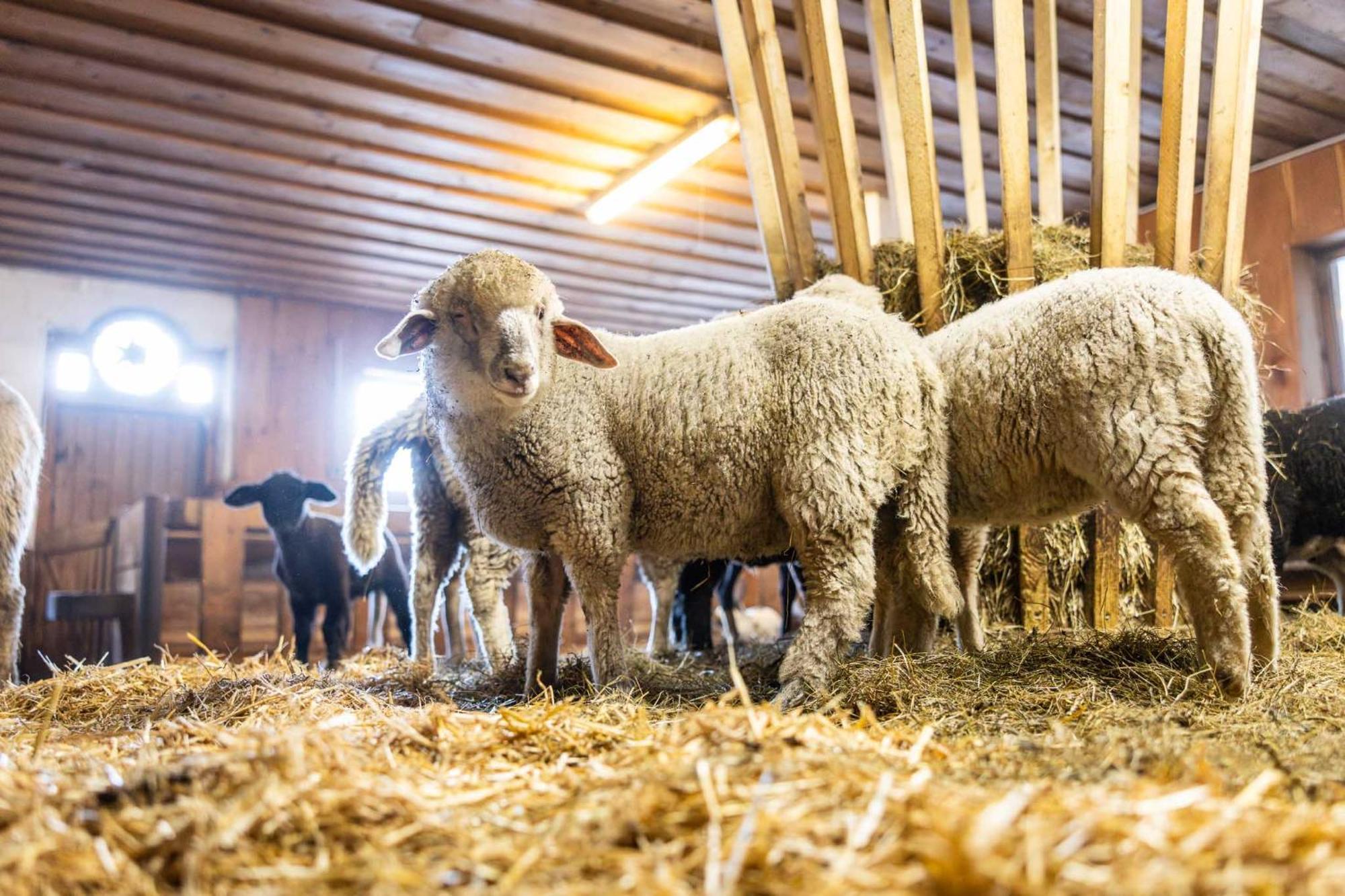 Der Lammhof - Appartements Kaswurm Wagrain Bagian luar foto